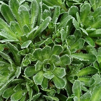 Saxifraga 'Apple Blossom'